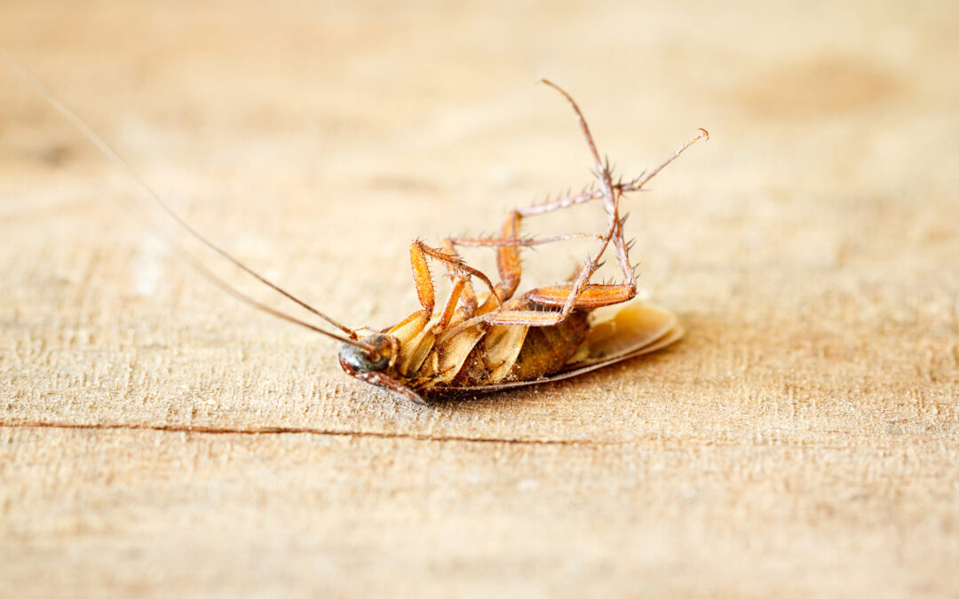 How To Get Rid Of Cockroaches