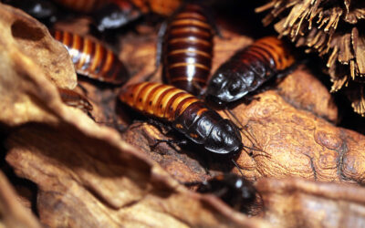 6 Tips For Pest Control In Autumn