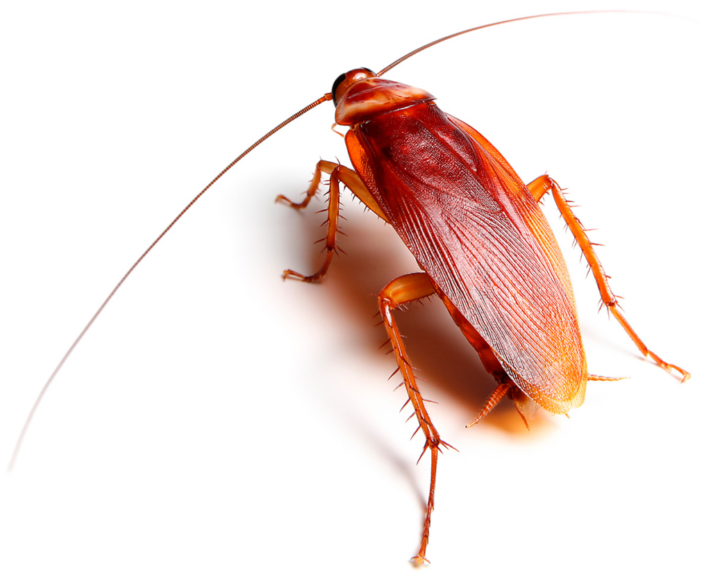 Cockroach control