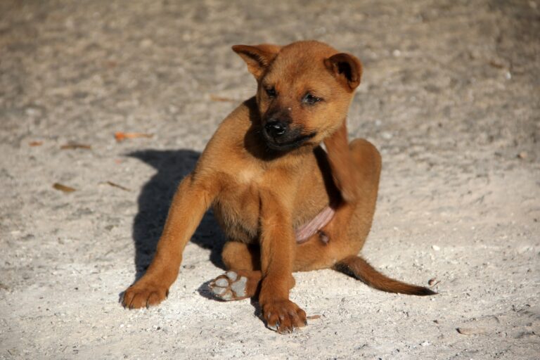 dog scratching itself on its neck