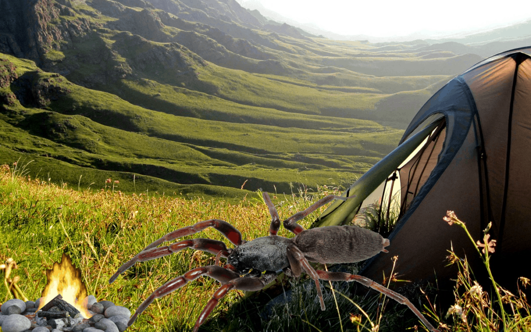 How To Get Rid of Spiders This Spring in 4 Easy Steps