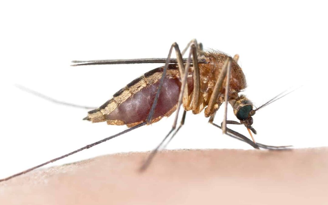 The 7 Best Bug Repellents in New Zealand