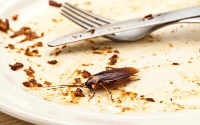 Cockroaches NZ