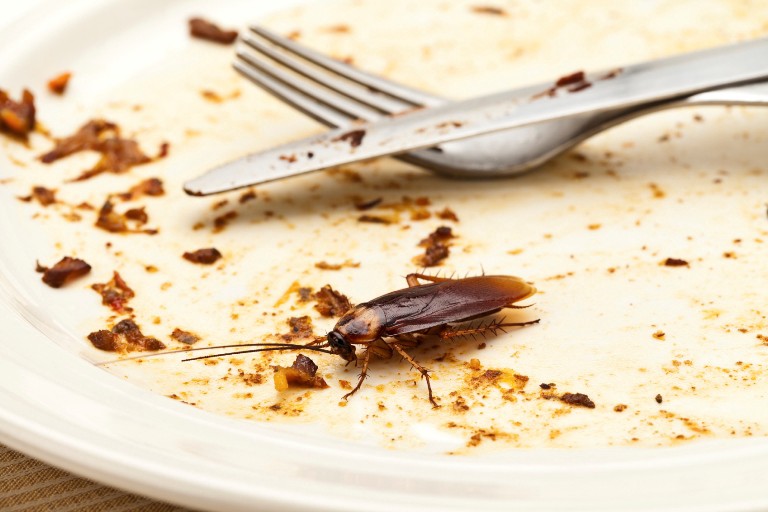 Cockroaches NZ