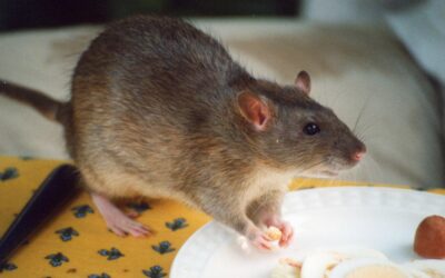 10 Interesting Facts About Rats