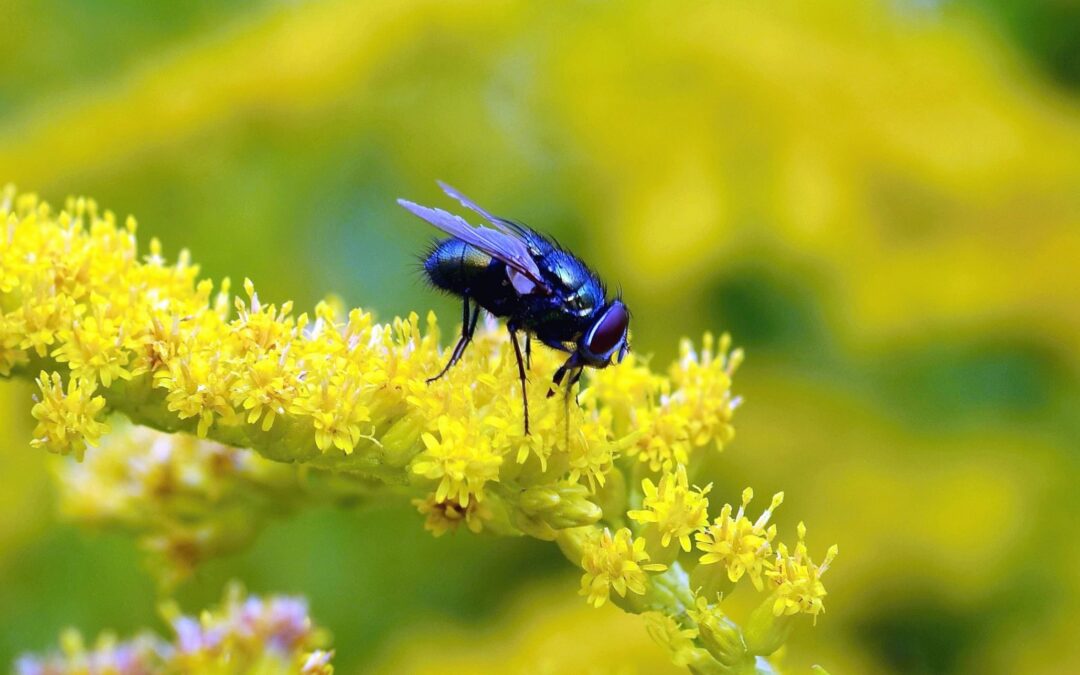 6 Pest Control Tips For Spring