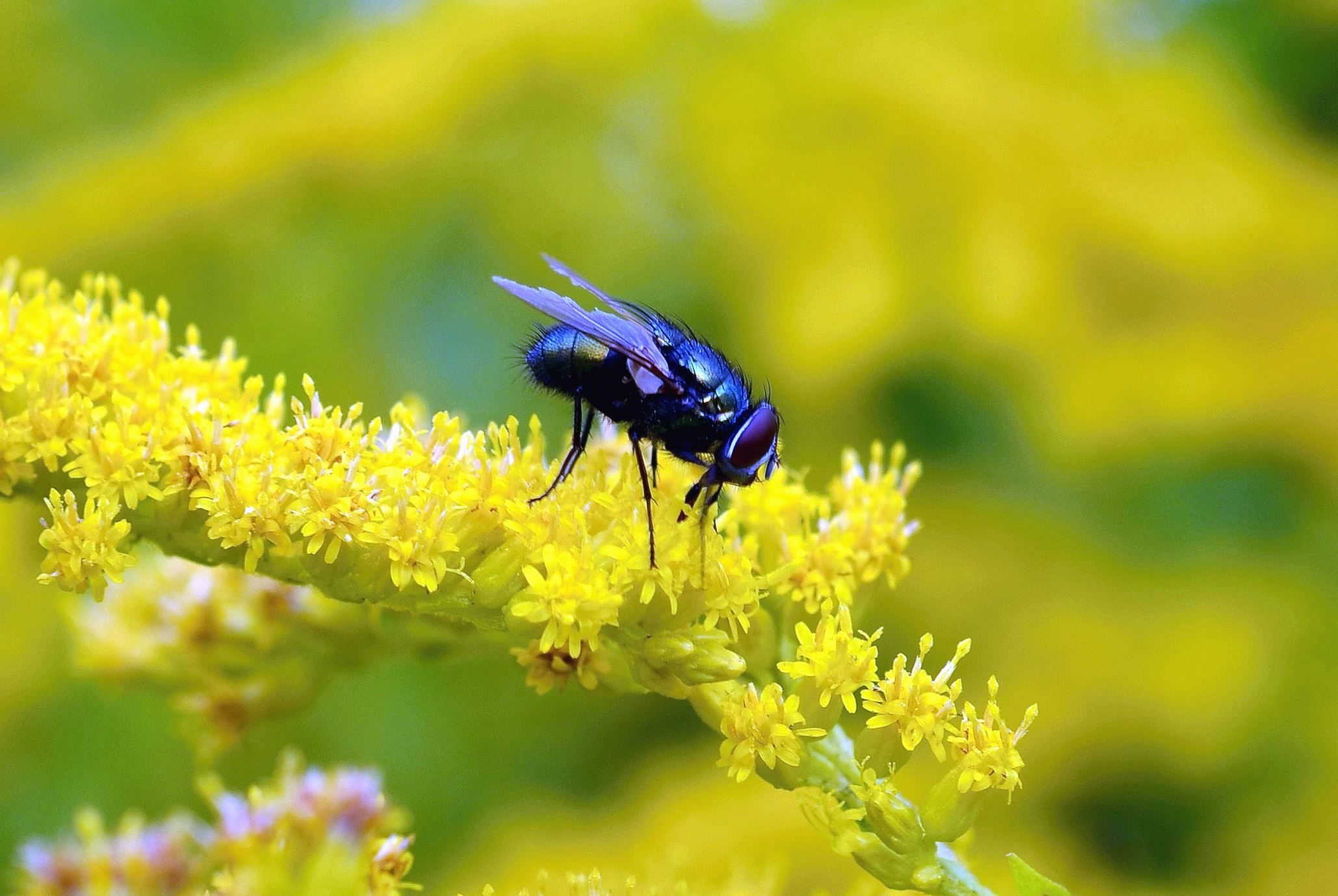 Spring Grass Fly 6 Pest Control Tips For Spring | Ajet Services
