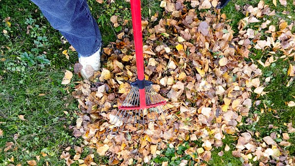 Raking leaves to avoid pest issues