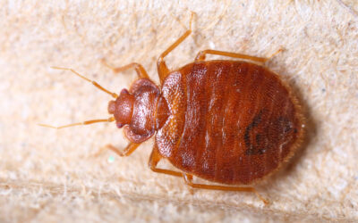 10 Interesting Facts About Bed Bugs
