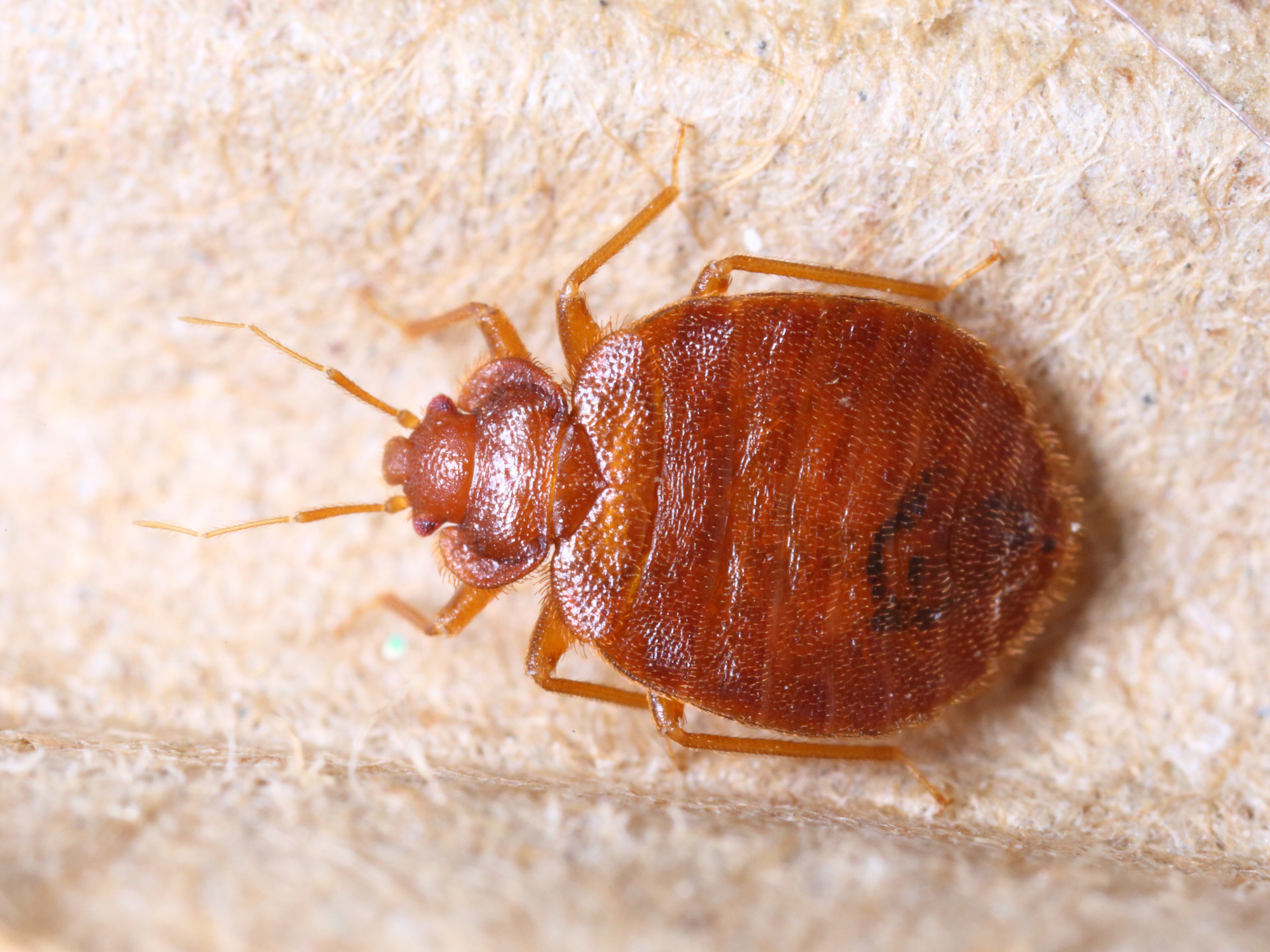 Close up of a living flea 