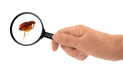 12 Interesting Facts About Fleas