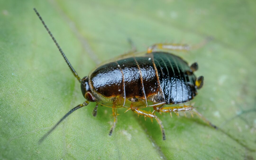 10 Interesting Facts About Cockroaches