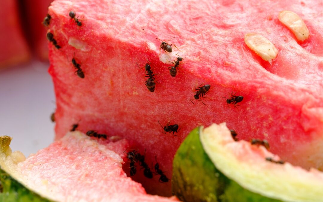 5 Ways To Prevent Ants From Entering Your Home
