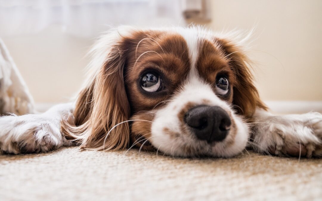Is Pest Control Safe For Pets? [2024]