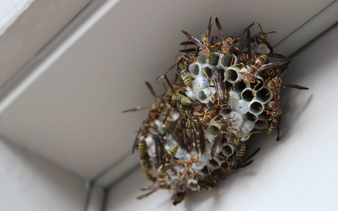 How To Get Rid Of Wasps [2024] 