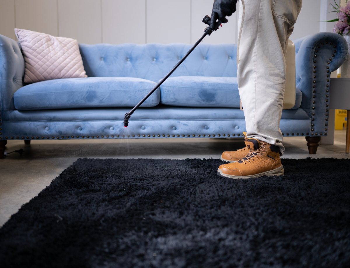 Professional Carpet Cleaning Services on the North Shore