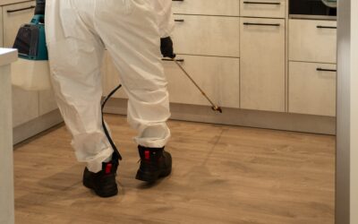 Spider Season in Auckland: When to Call a Professional