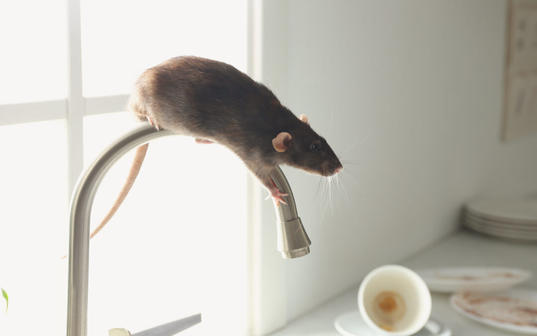 Rat climbing on a kitchen tap beside unwashed dishes