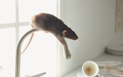Why Mice and Rats Enter Auckland Homes in Winter