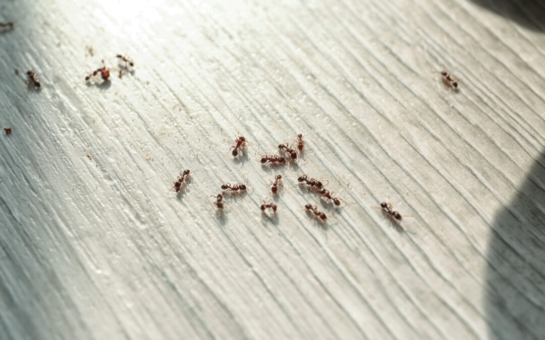 Trail of ants crossing a timber floor inside a home