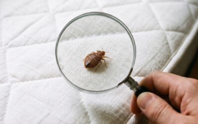Signs You Have a Bed Bug Problem and What to Do Next